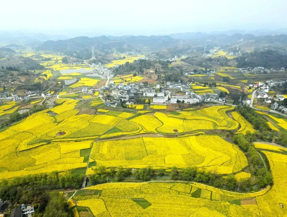 七彩山鸡 郭涛致富经_七彩山鸡 郭涛致富经_七彩山鸡 郭涛致富经