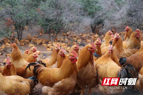 全面实施乡村振兴战略 生态化散养土鸡的致富之路