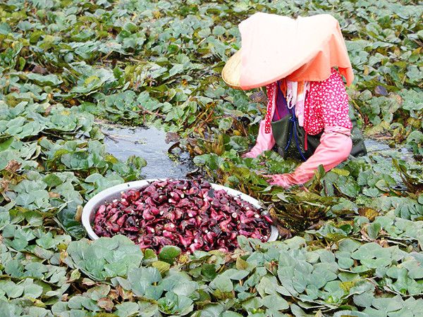 黑龙江东宁的木耳大市