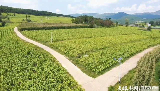 种植烤烟致富_致富种植烤烟怎么样_致富种植烤烟视频