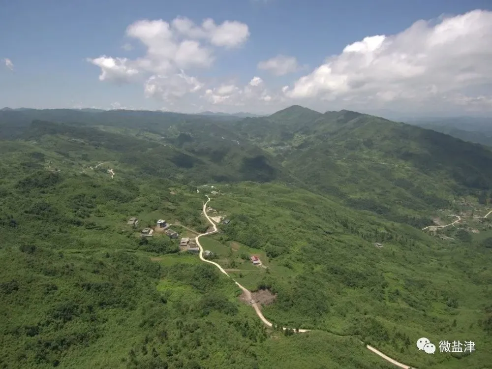 致富竹子种植图片欣赏_竹子种植致富图片_致富竹子种植图片大全