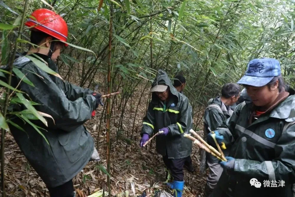 竹子种植致富图片_致富竹子种植图片大全_致富竹子种植图片欣赏