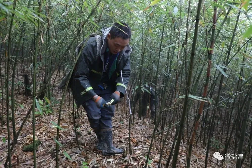 竹子种植致富图片_致富竹子种植图片欣赏_致富竹子种植图片大全