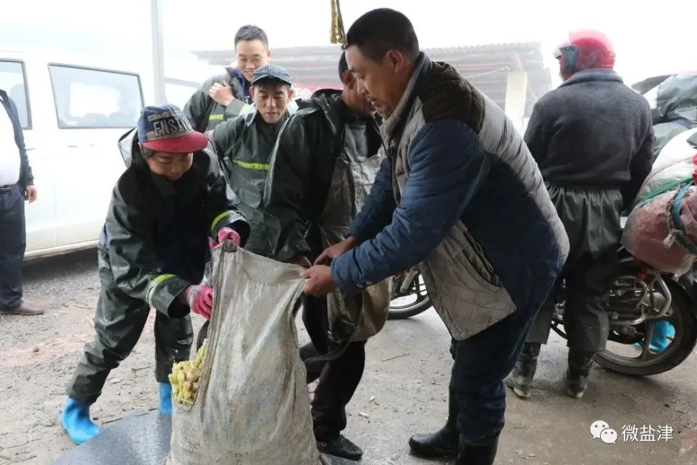 竹子种植致富图片_致富竹子种植图片欣赏_致富竹子种植图片大全