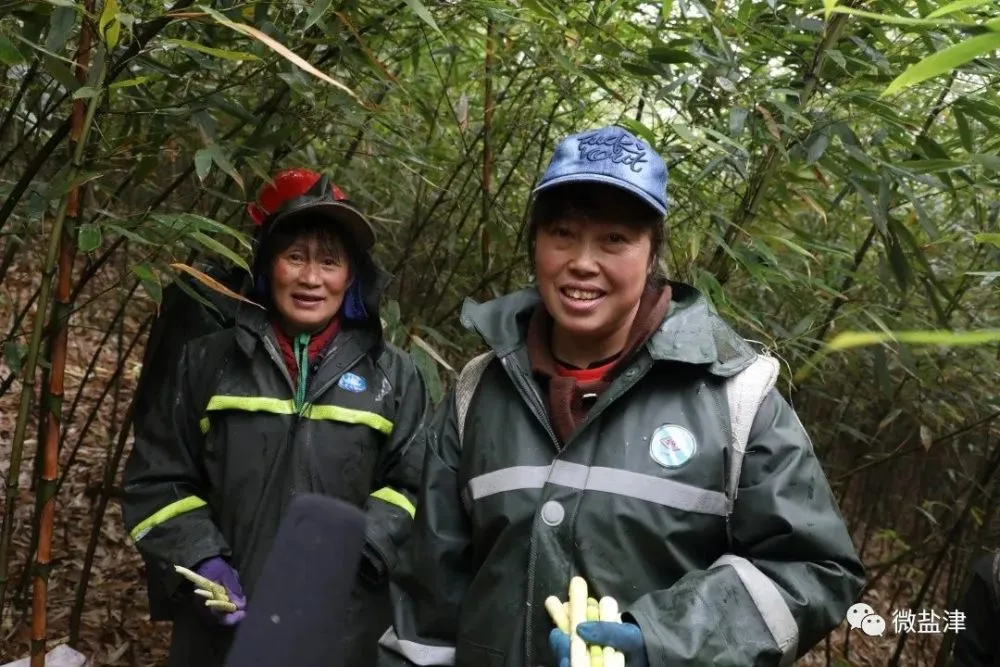 竹子种植致富图片_致富竹子种植图片大全_致富竹子种植图片欣赏