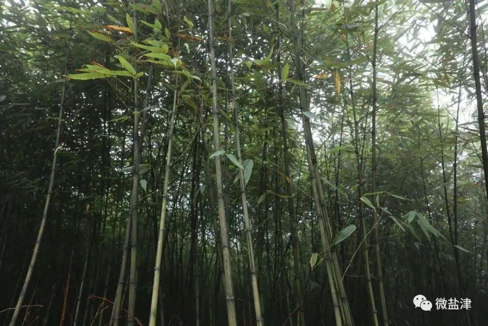 致富竹子种植图片欣赏_致富竹子种植图片大全_竹子种植致富图片