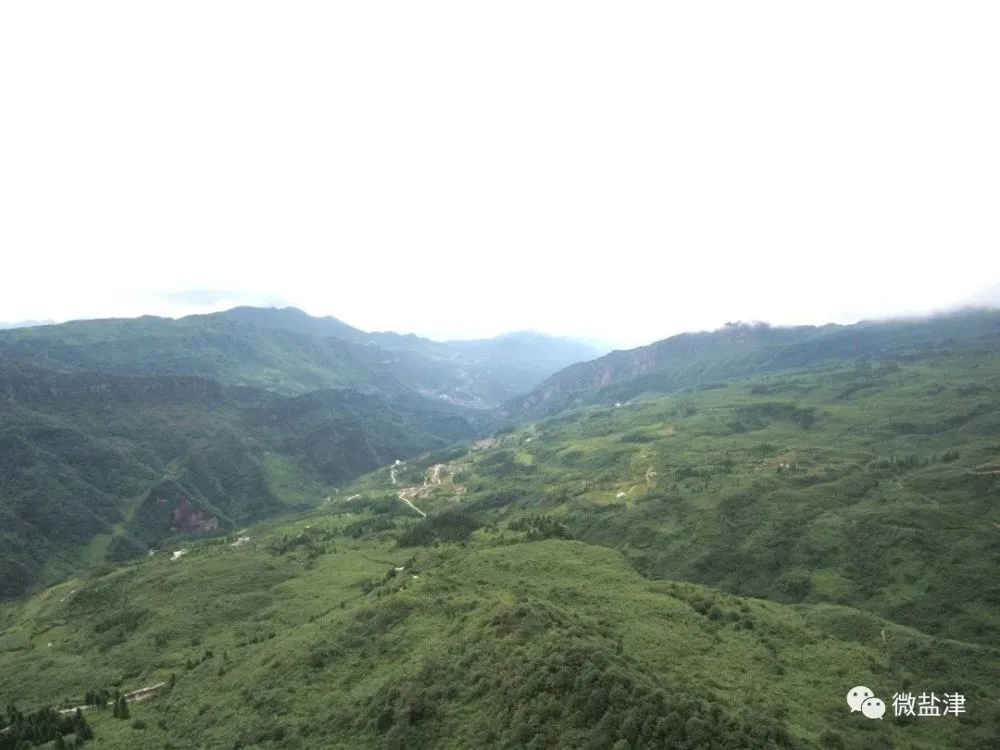 竹子种植致富图片_致富竹子种植图片欣赏_致富竹子种植图片大全