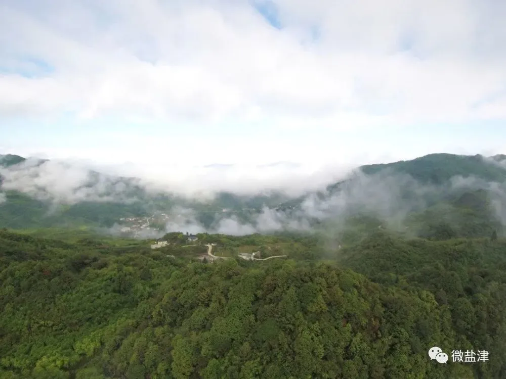 致富竹子种植图片大全_竹子种植致富图片_致富竹子种植图片欣赏