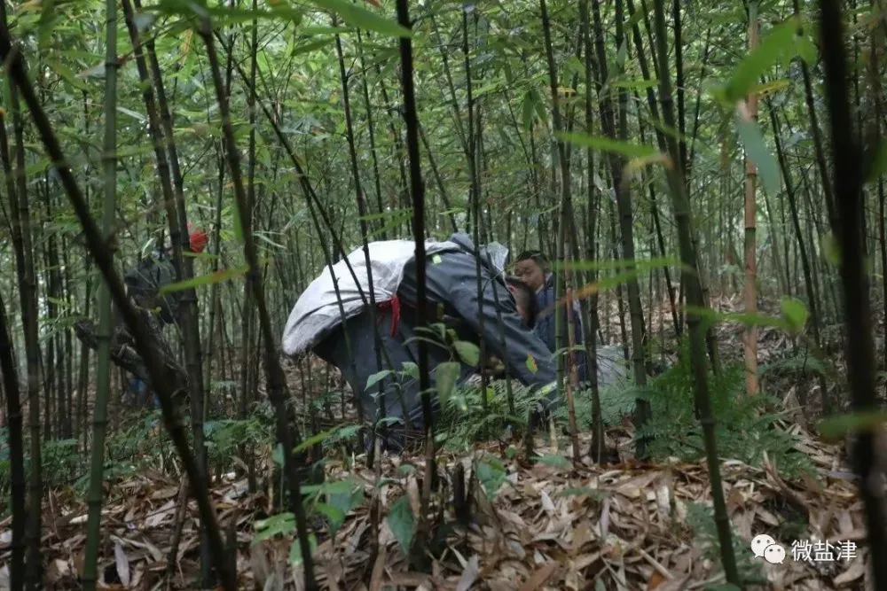 竹子种植致富图片_致富竹子种植图片欣赏_致富竹子种植图片大全