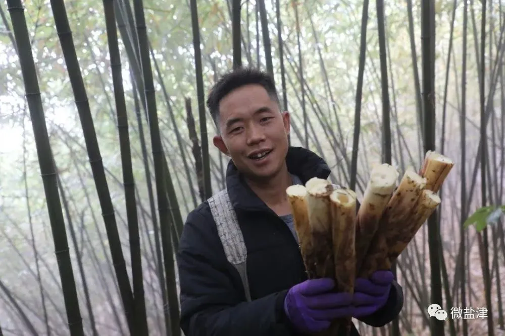 致富竹子种植图片欣赏_竹子种植致富图片_致富竹子种植图片大全