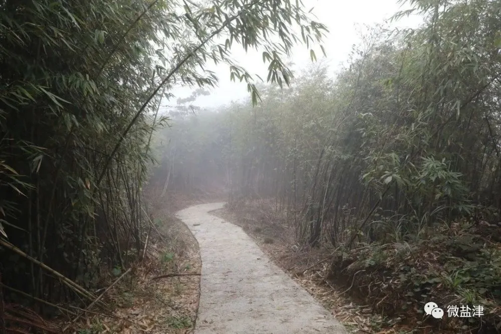 致富竹子种植图片大全_竹子种植致富图片_致富竹子种植图片欣赏