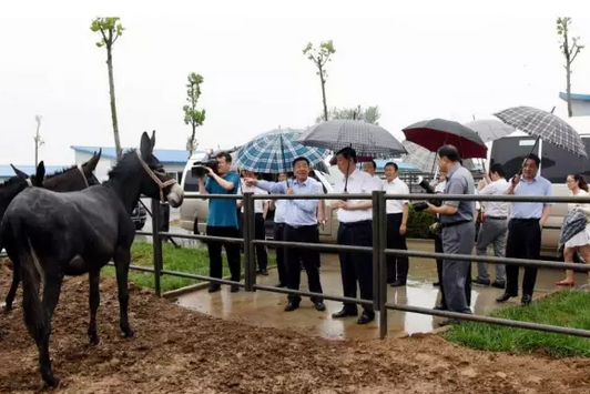 堪称刘强东的跑步鸡：这8大特色养殖隐藏千万财富