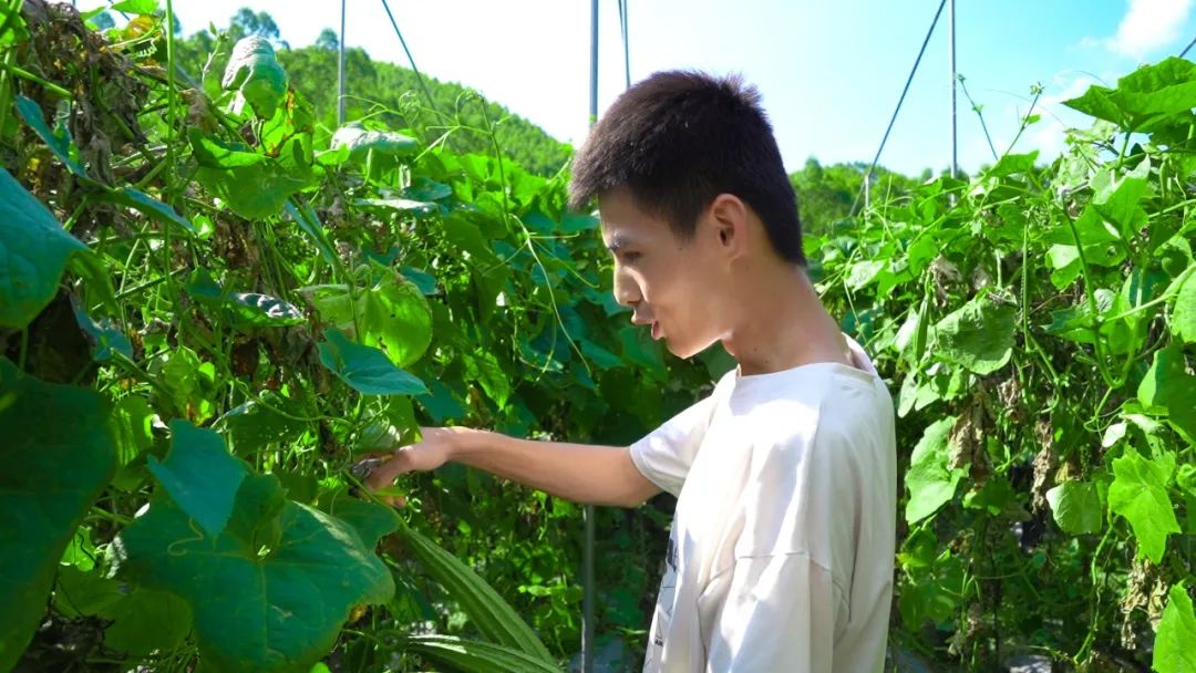 致富蔬菜种植方法_大力种植蔬菜致富_致富经蔬菜种植视频