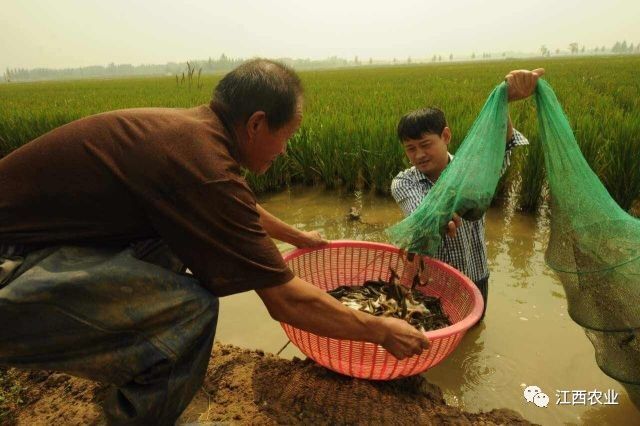 致富经养泥鳅_致富经泥鳅养殖_致富经泥鳅张斌华