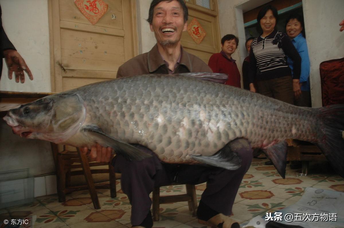 镜鲤网箱养殖技术_网箱养鲤鱼用什么饲料_网箱养殖鲤鱼技术