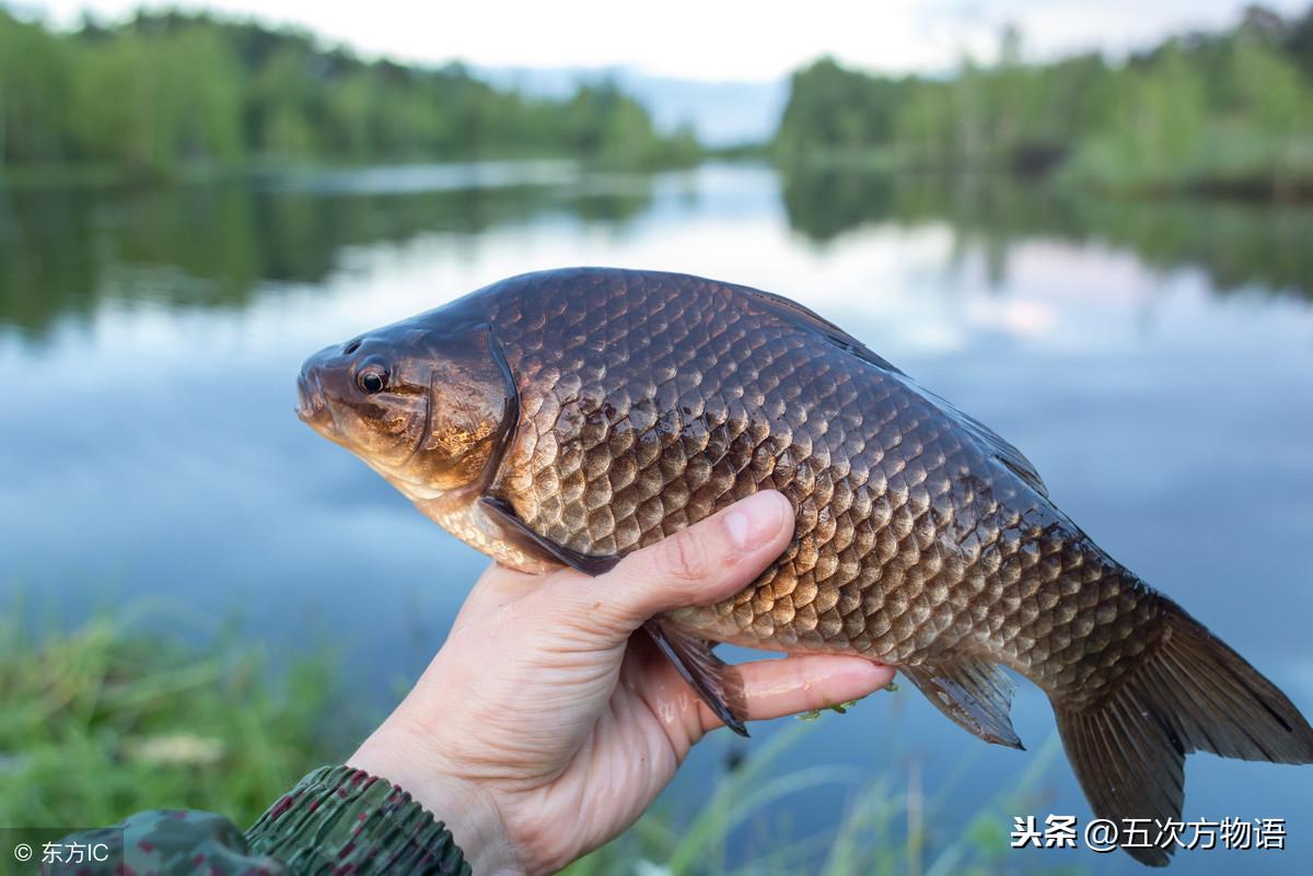 网箱养鲤鱼用什么饲料_网箱养殖鲤鱼技术_镜鲤网箱养殖技术