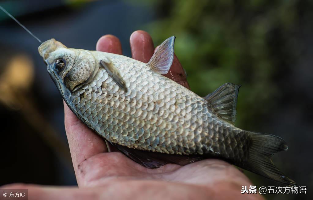 网箱养殖鲤鱼技术_网箱养鲤鱼用什么饲料_镜鲤网箱养殖技术