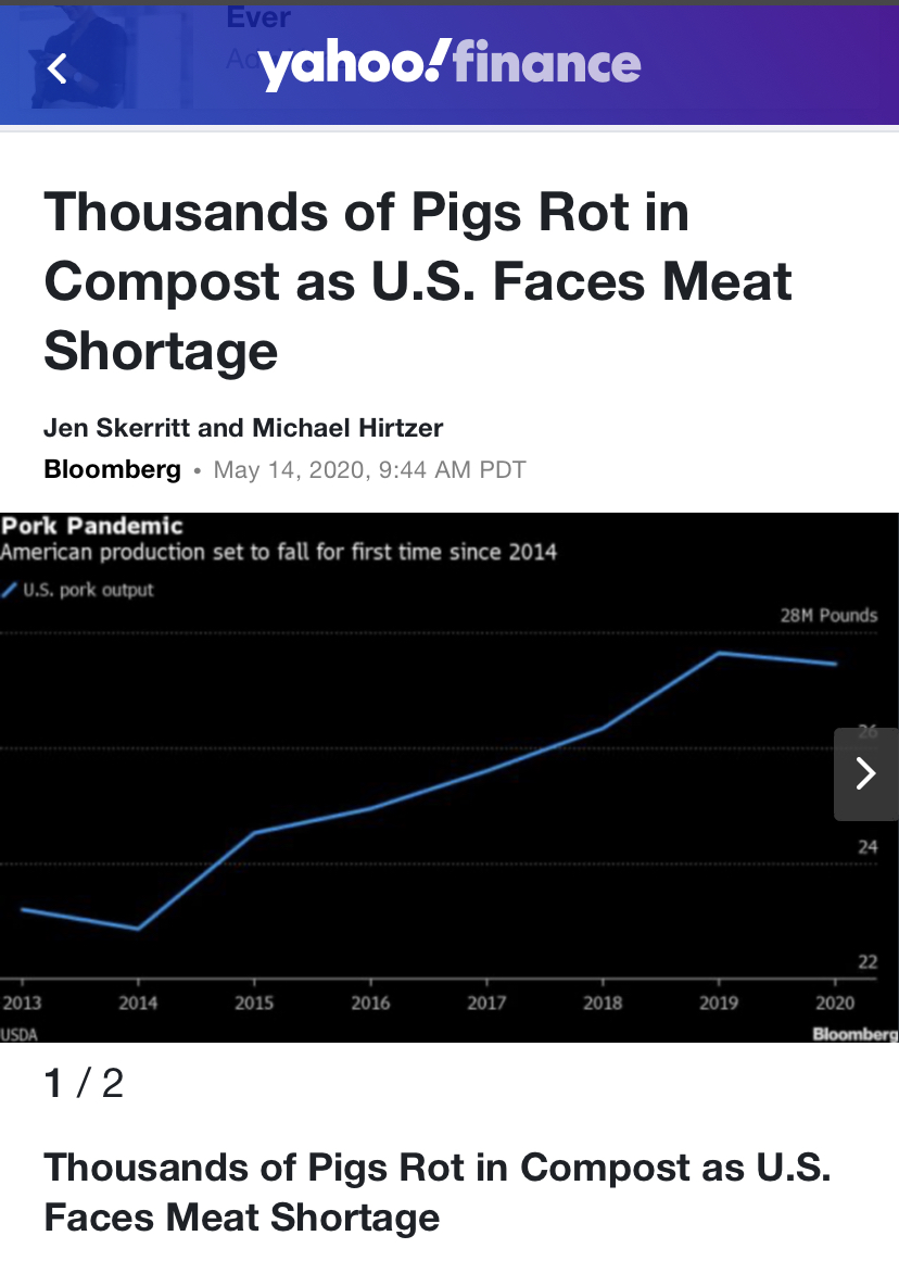 母猪养殖场视频_美国母猪养殖技术视频_母猪养殖技术视频视频