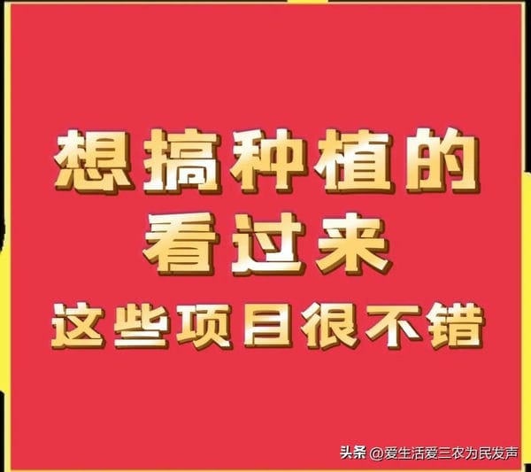 农村种植致富项目(分享几个很不错的种植项目)