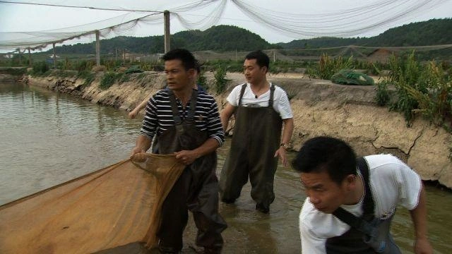 致富经泥鳅养殖_致富经养泥鳅_致富经泥鳅张斌华