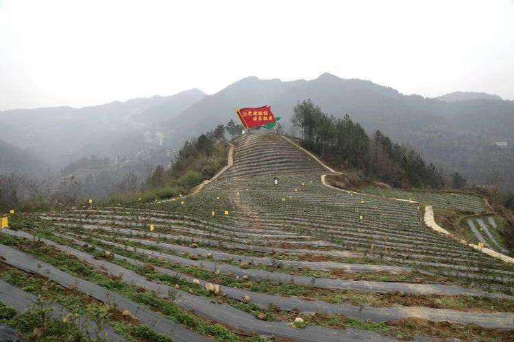 浙江养殖澳洲龙虾致富_有什么农村养殖致富小项目_巴山深处养殖致富