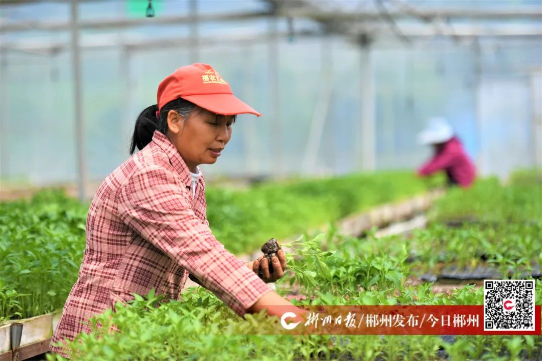 郴州市北湖区：发展果蔬种植业 探索致富新路子