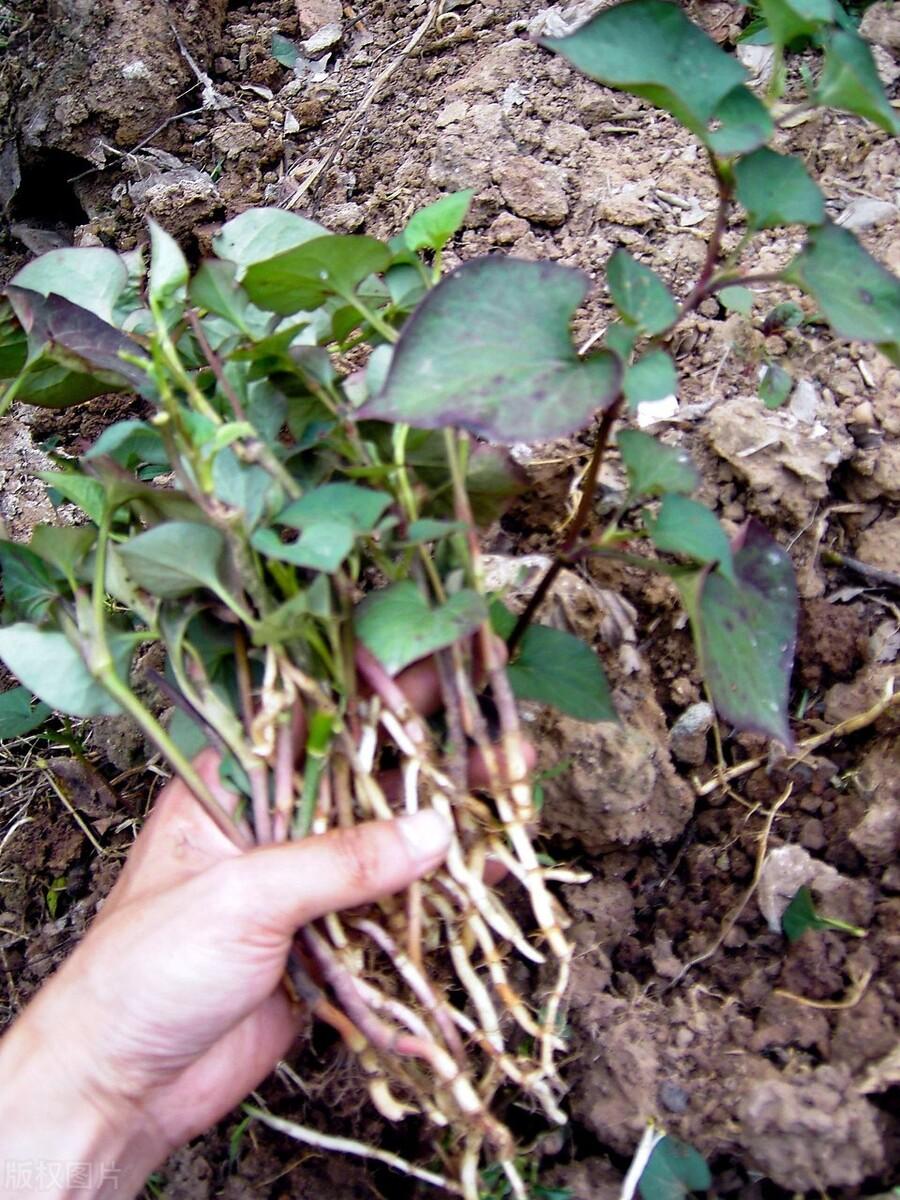 折耳根种植技术和利润_怎样种植拆耳根_大面积折耳根种植技术视频