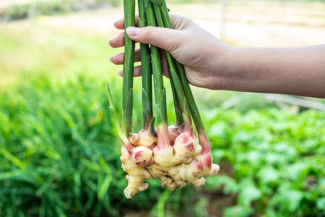 致富种植姜菜图片_种菜姜怎么种视频_菜姜种植致富