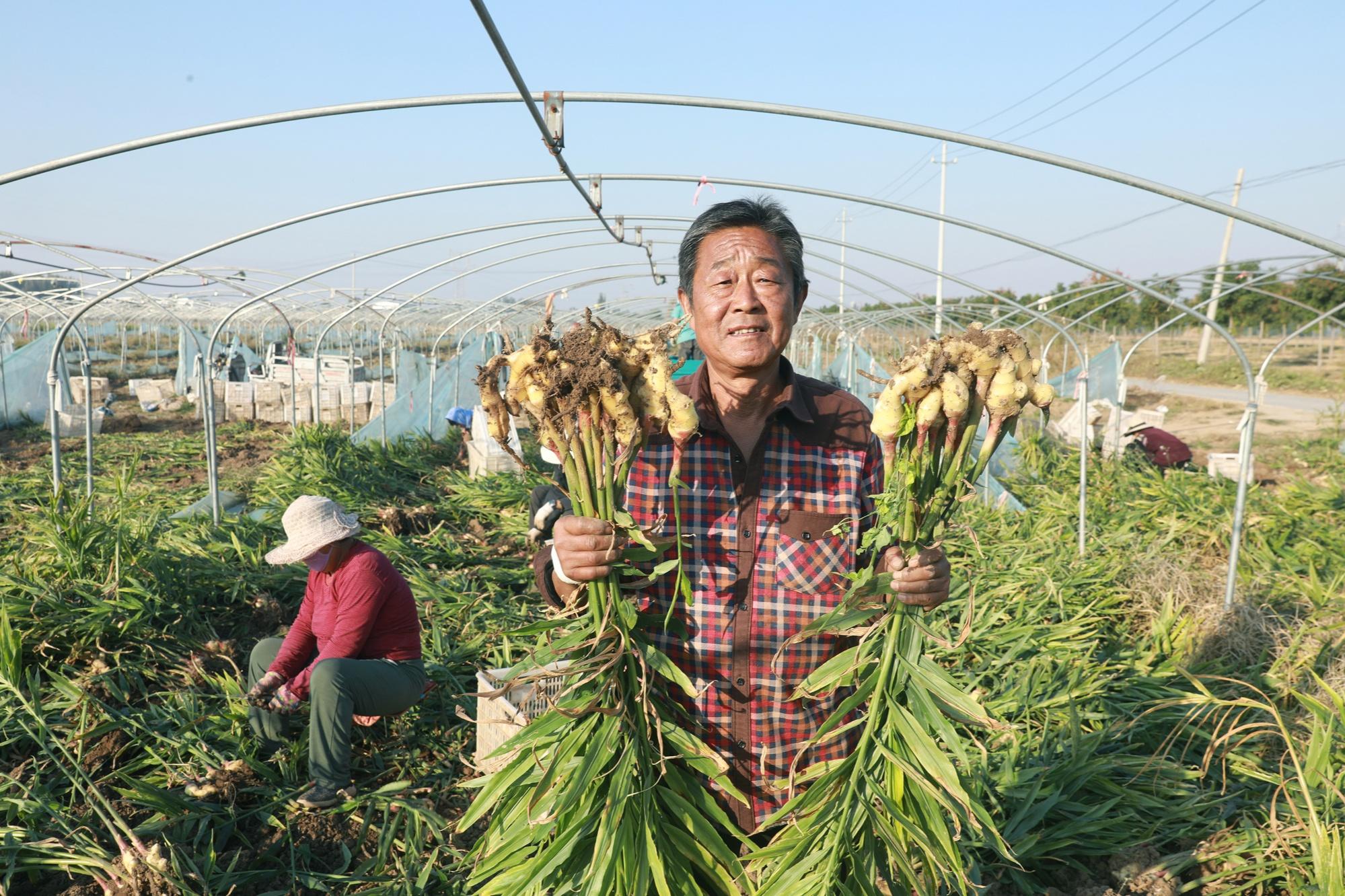 致富种植姜菜怎么样_菜姜种植致富_种植菜姜技术