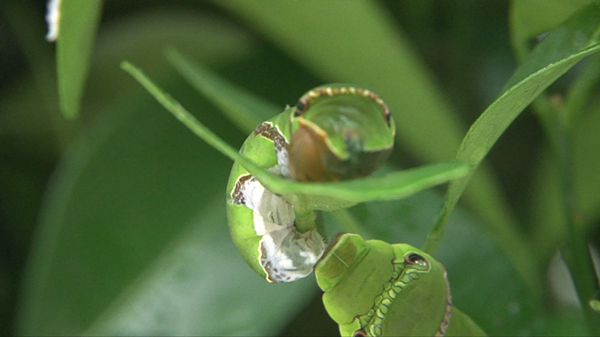 熊飞：蝴蝶特色养殖 放飞致富梦1