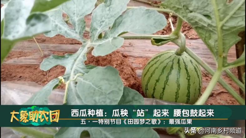 瓜秧“站”起来能挣几个钱 90后小伙种蕃茄怎么能赚100万？