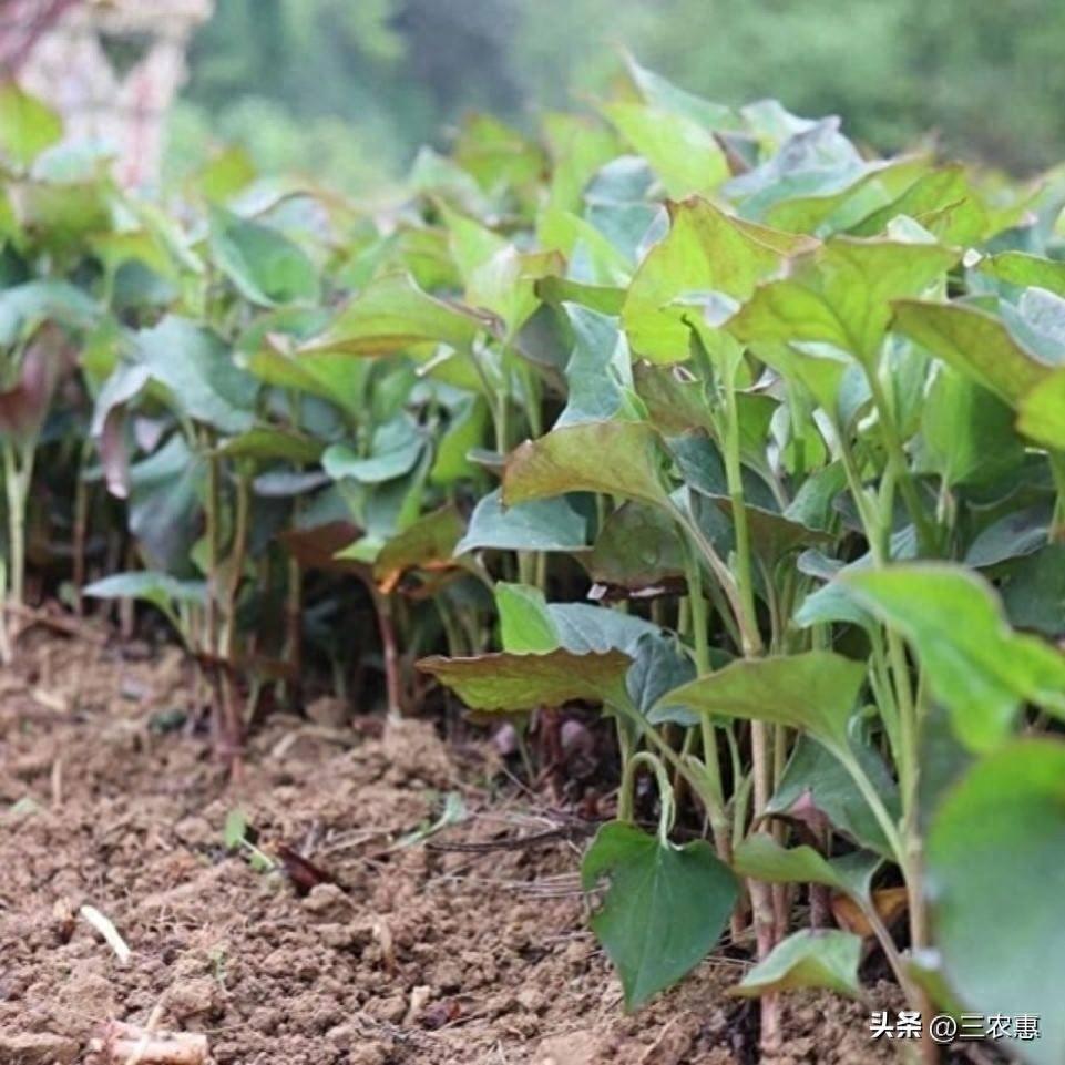 种折耳根赚钱吗_怎样种植拆耳根_折耳根种植技术和利润