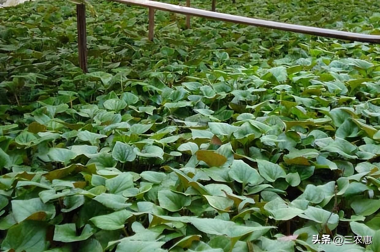 折耳根种植技术和利润_怎样种植拆耳根_种折耳根赚钱吗