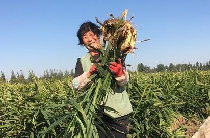 种植菜姜技术_致富种植姜菜图片_菜姜种植致富