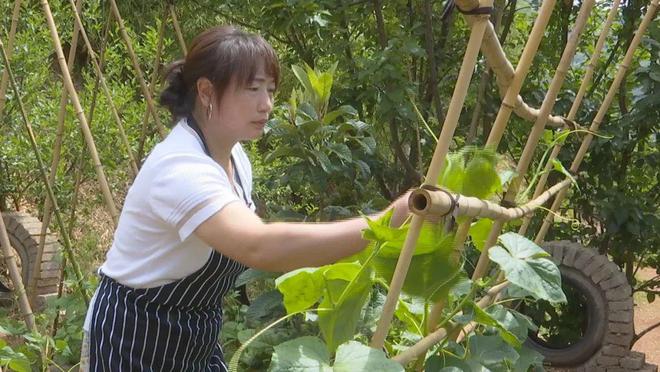 庭院种植致富案例_经济致富庭院_庭院经济致富案例