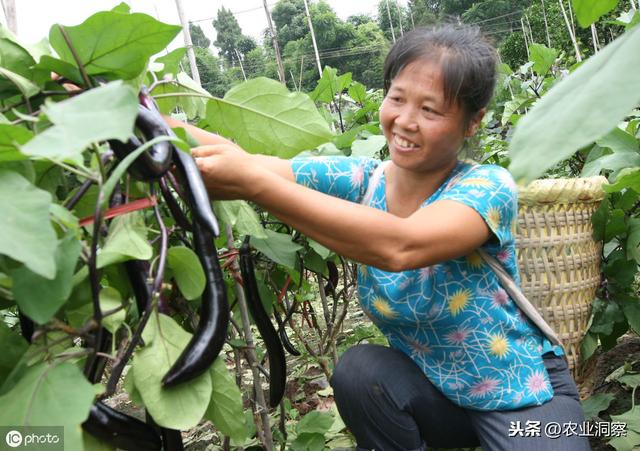 大棚茄子种植管理技术视频_茄子大棚种植技术与管理_大棚种植茄子技术