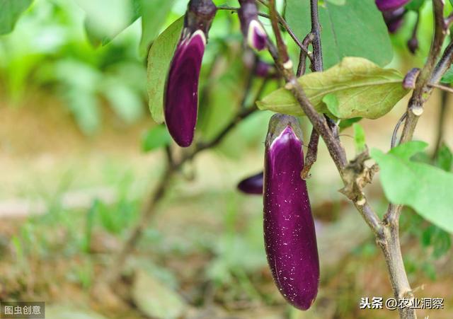 大棚茄子种植管理技术视频_大棚种植茄子技术_茄子大棚种植技术与管理