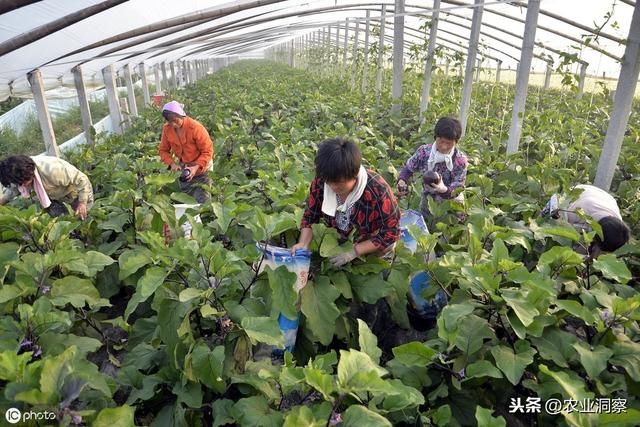 茄子大棚种植技术与管理_大棚茄子种植管理技术视频_大棚种植茄子技术