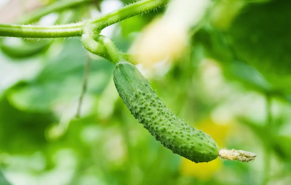 现代农业大棚蔬菜栽培技术要点浅析，种植大户都是这样做的