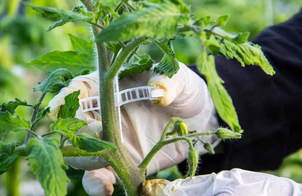 大棚种植茄子技术_大棚茄子种植管理技术视频_茄子大棚种植技术与管理