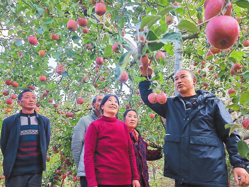 昭通苹果：助农增收致富果