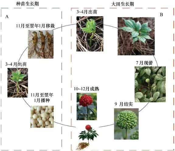 云南农业大学科研团队：遵循中药材生长发育特性