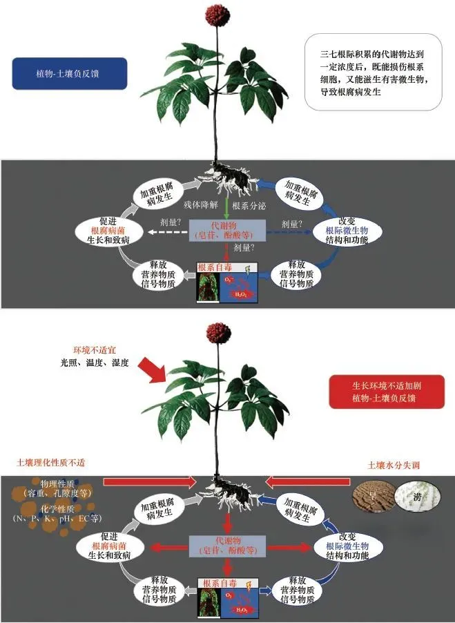 种植药用_种植药材注意事项_前胡药的种植技术