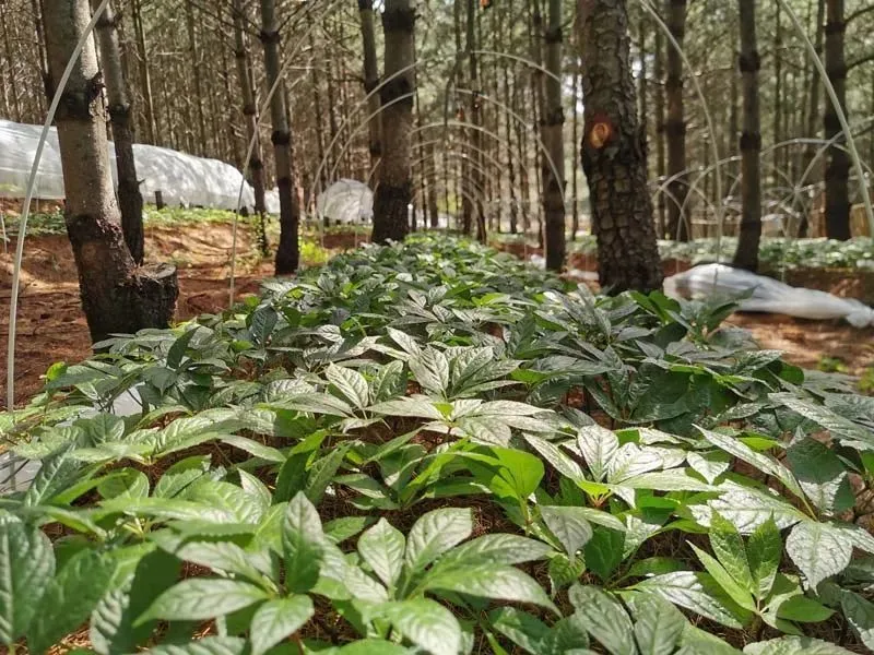 种植药材注意事项_前胡药的种植技术_种植药用