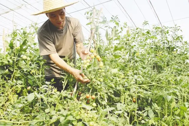 农民种植致富_农业种植致富网_农业种植致富果