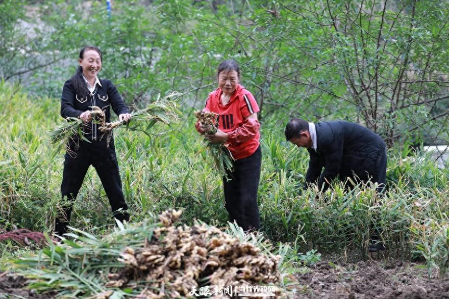 经济致富庭院_庭院经济致富案例_庭院种植致富案例