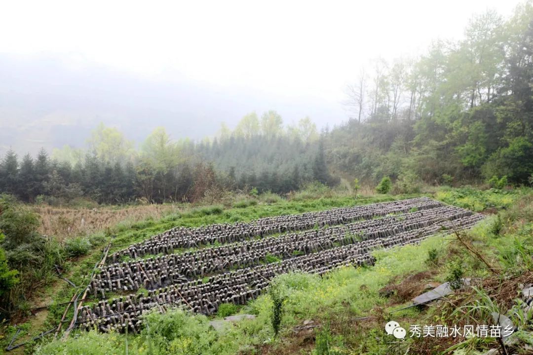 高山地区养殖什么最赚钱_高山养殖致富项目_高山养殖场