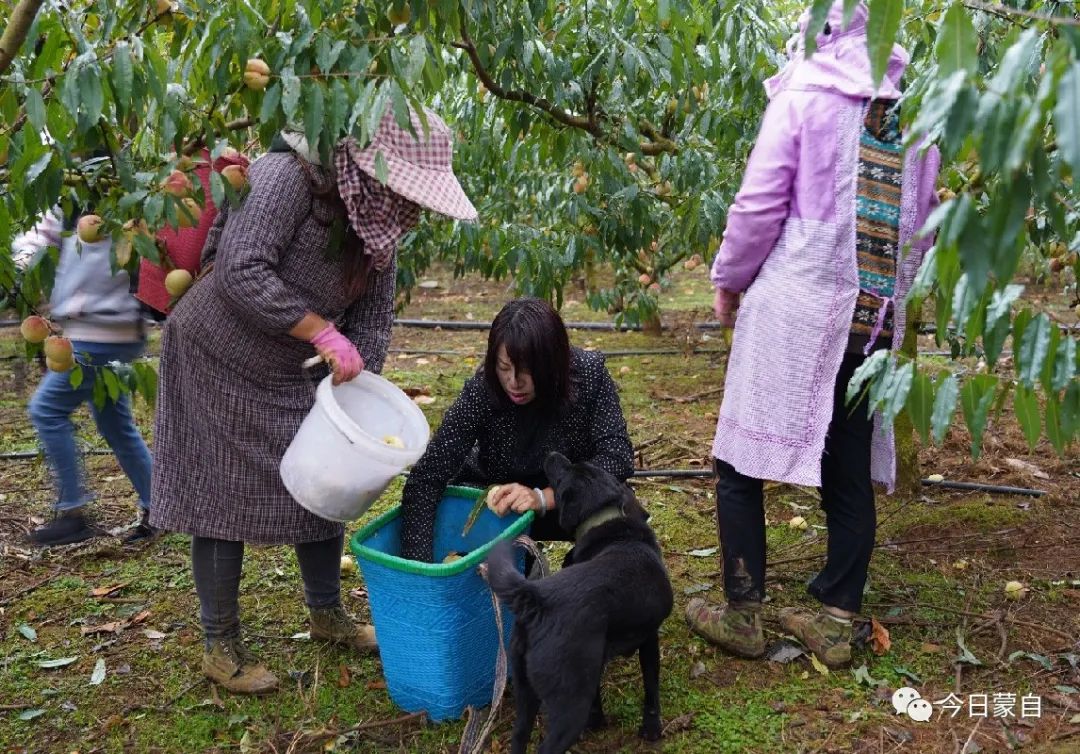 云南桃子种植致富_致富经种冬桃_致富经种桃树视频