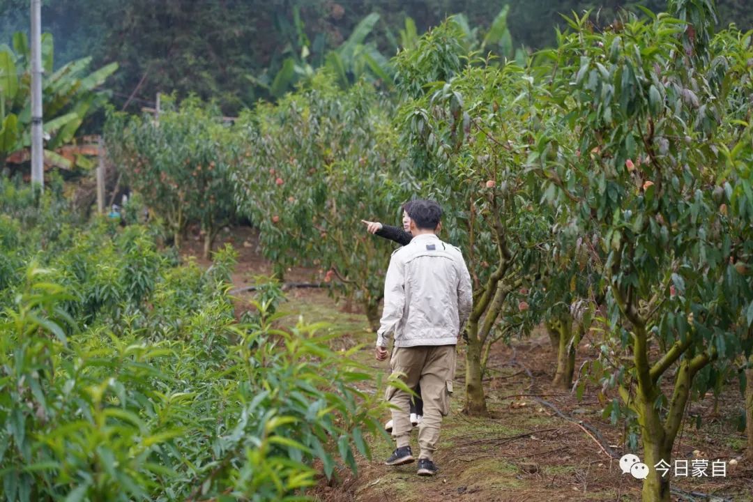 致富经种冬桃_云南桃子种植致富_致富经种桃树视频