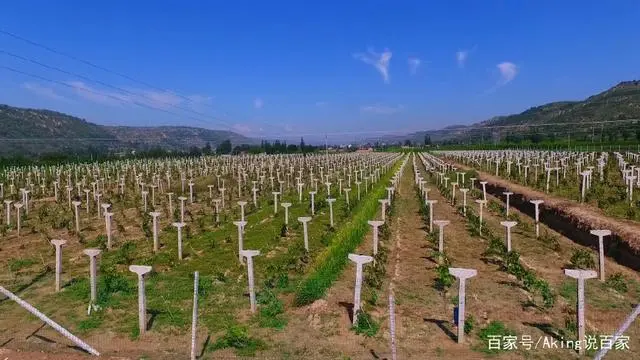 致富采访种植葡萄的问题_走访葡萄种植户_葡萄种植致富采访